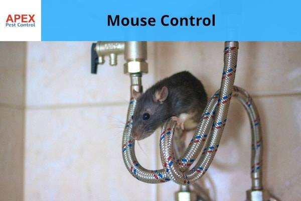 mice control