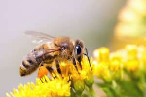 bee removal Sheffield bee removal Sheffield