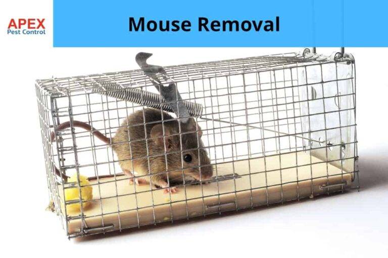 mice control