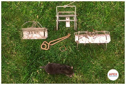 mole control