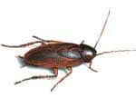 SmokyBrown cockroach