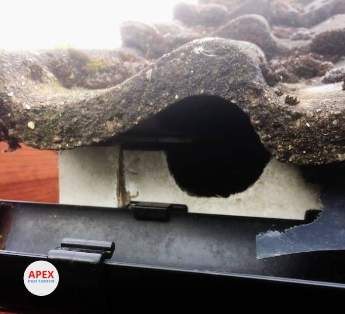 pest control squirrels damage