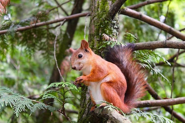 pest control squirrels red