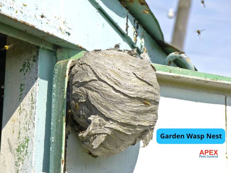 Wasp Nest Removal Sheffield nest in garden shed