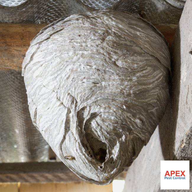 Wasp Nest Removal in loft