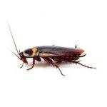 cockroach control