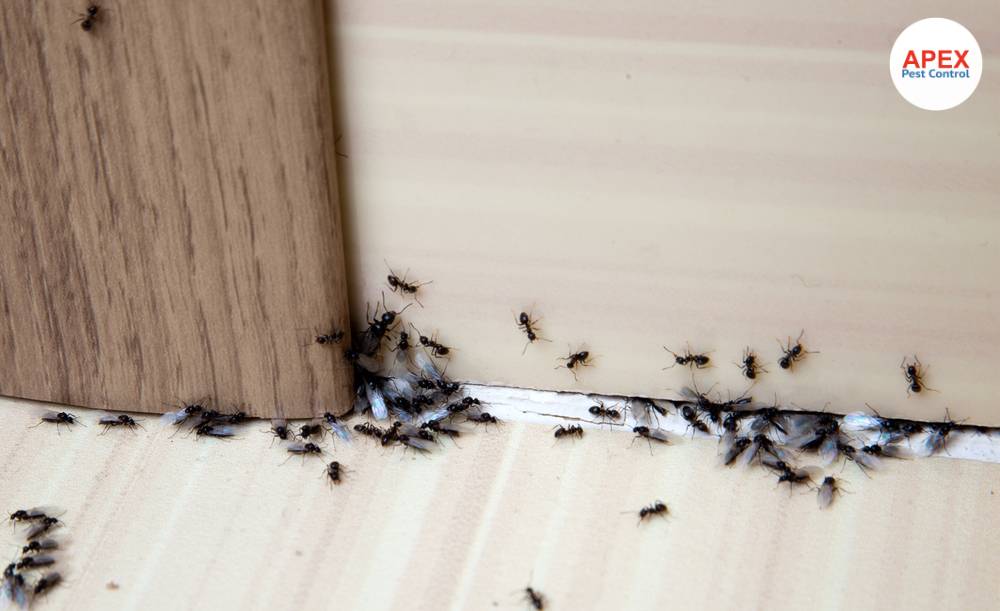 ants pest control