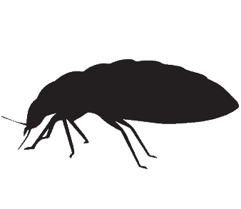 bed bug treatment