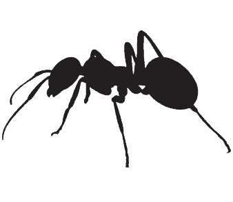 ant pest control