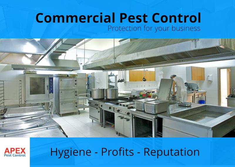 pest service for business