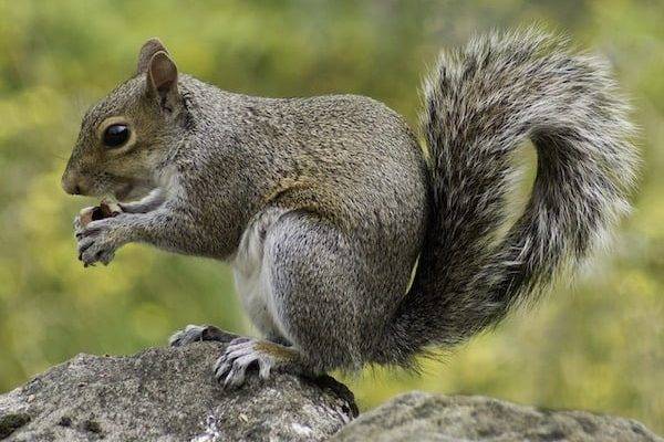 pest control squirrels pest control squirrels