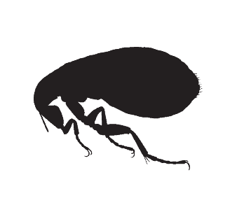 fleas pest control