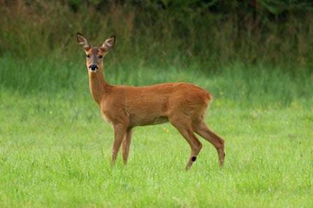 Agricultural and Forest Pest Control