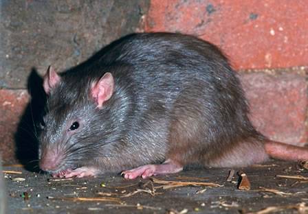 Agricultural and Forest Pest Control