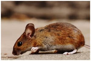 rats mice and insects