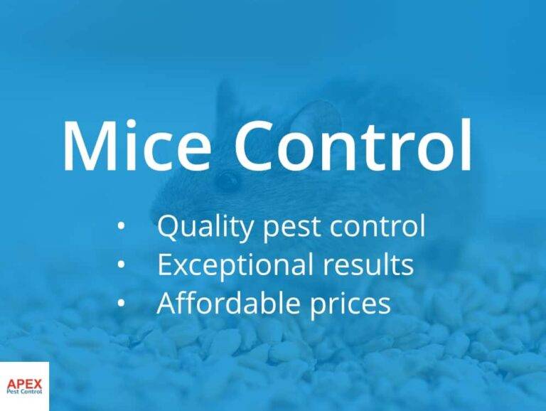 Mice control in Yorkshire