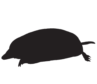 mole catcher near me