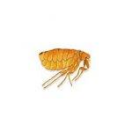 pest control fleas