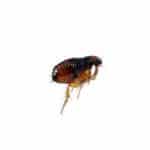 pest control fleas