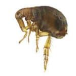 pest control fleas