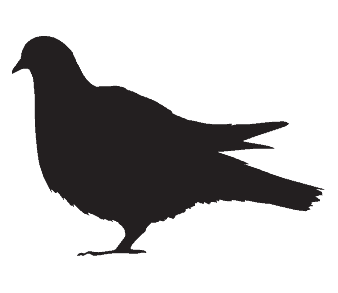 pigeons pest control