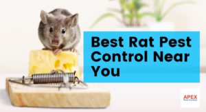 rat pest control