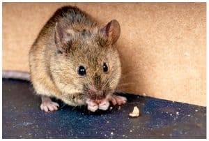 rodents in workplace
