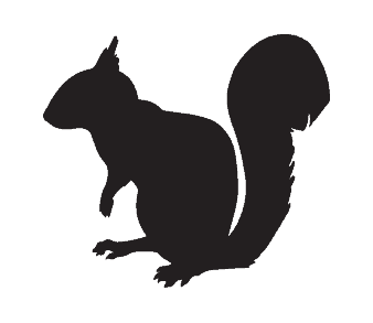 grey squirrels pest control