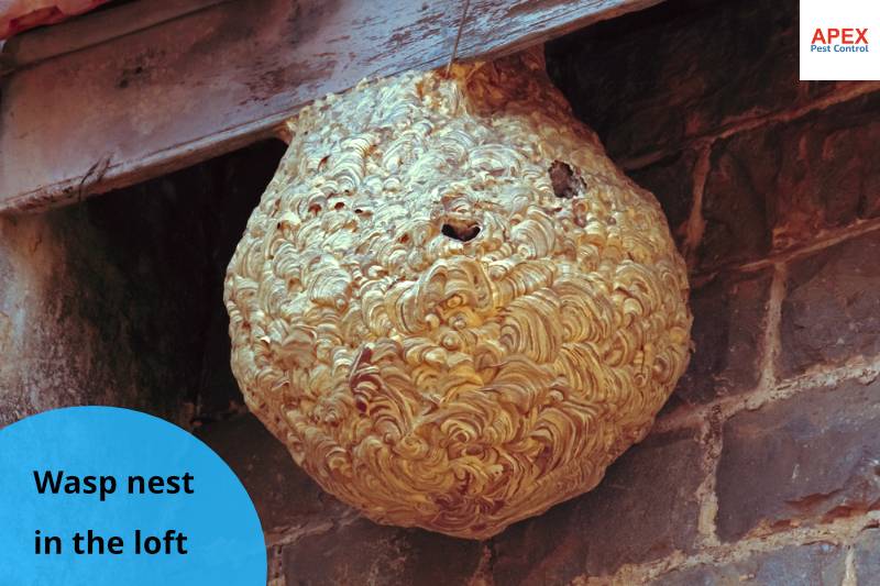 wasp nest removal in loft barnsley, uk