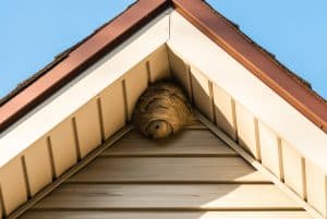 wasp nest removal nearby is showing wasp nest in apex of roof