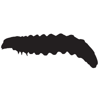 woodworm treatment specialists